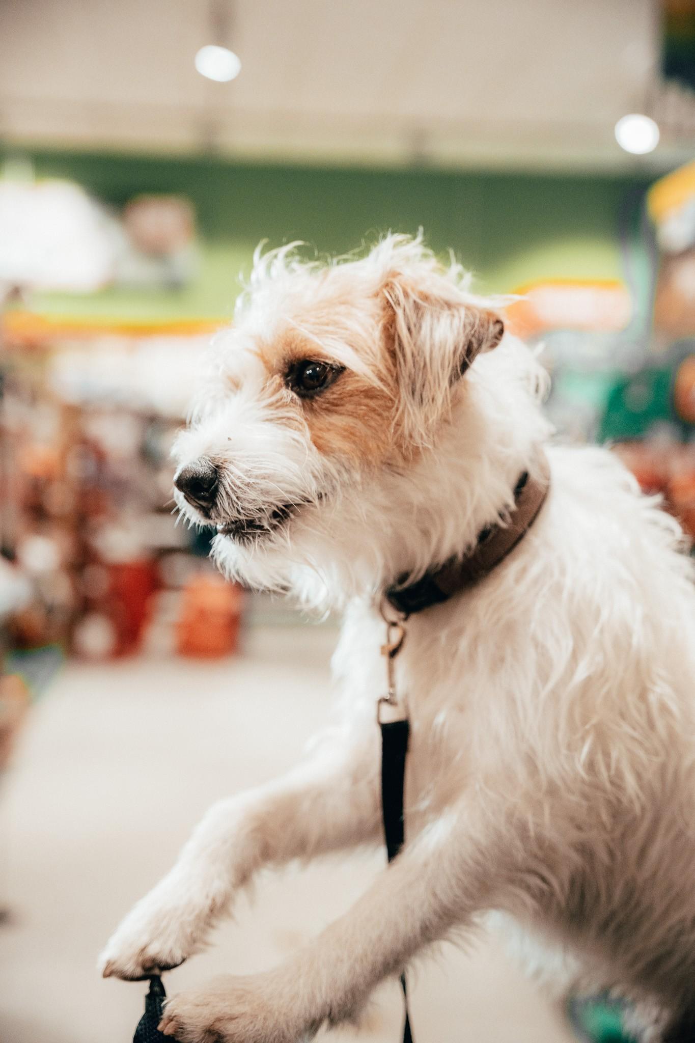 Hase Pino Hund im Fokus