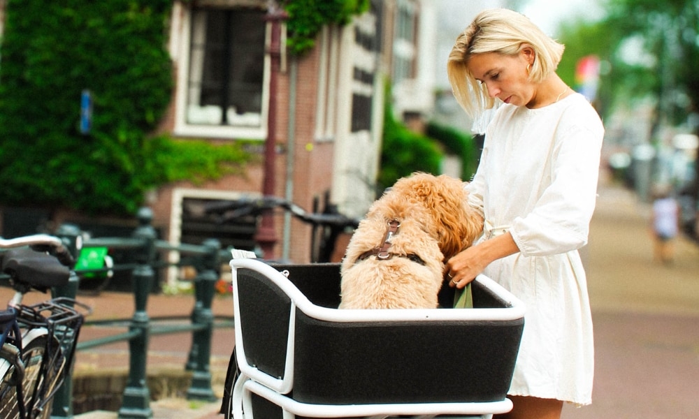 Entdecken Sie das Urban Arrow Shorty Lastenrad, ideal für den Transport Ihres Hundes in der Stadt. Komfort und Stil